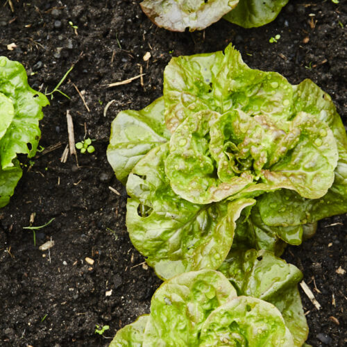 Soil pests and diseases can accumulate in a bed if the same crop is grown repeatedly.